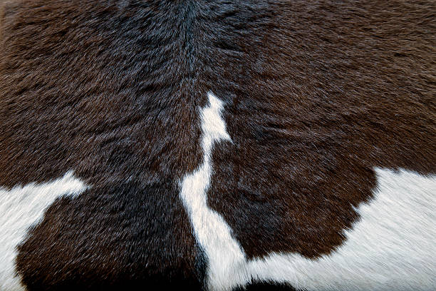 istock cow skin - real genuine fur 501028760