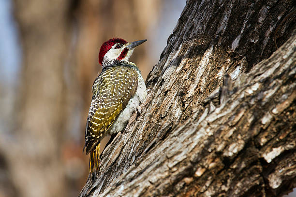 Specie Campethera bennettii family of picidae
