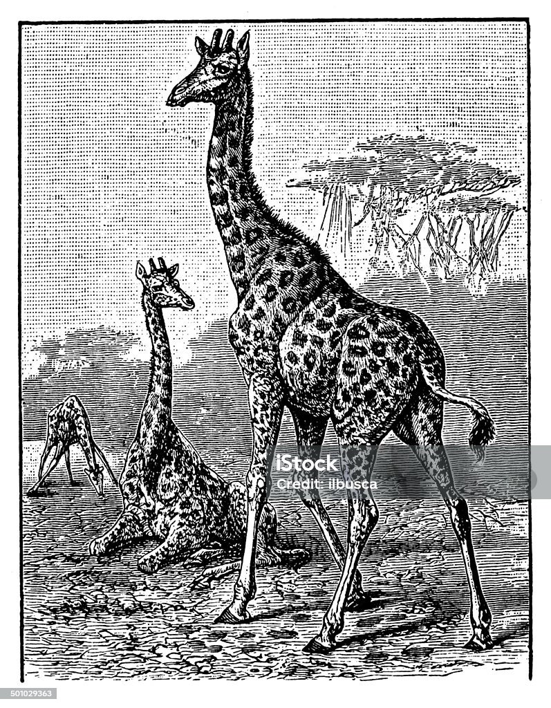 Antique illustration of Giraffe (Giraffa camelopardalis) 19th Century Style stock illustration