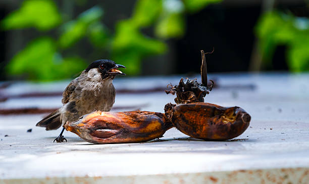 istock The Sooty-headed Bulbul bird 501030325