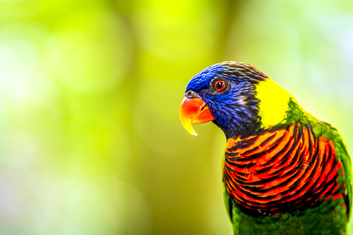 Side view macro close-up of a single vibrant Rainbow lorikeet (Trichoglossus Haematodus) sitting on a branch looking straight ahead, seemingly happy