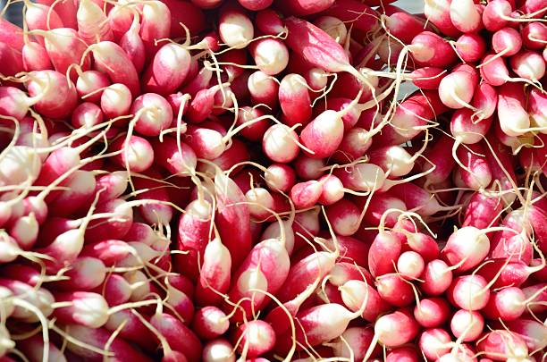 istock Very Large Bunch of Radishes 501031026