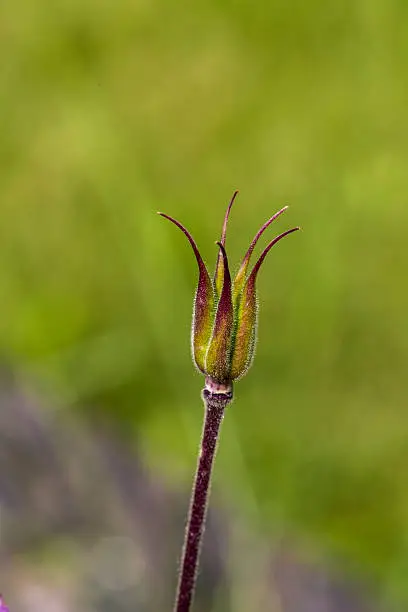 closeup of a hairy sprout.