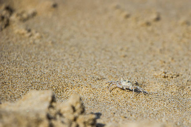 istock small crab on the sand on the coast 501031654