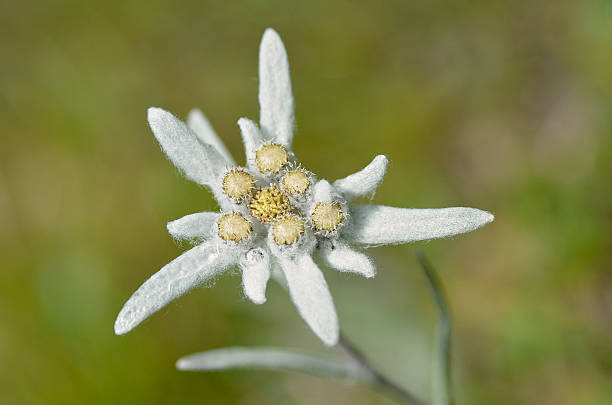 istock Macro of edelweiss flower 501032618