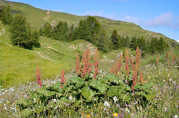 Mountain to La Plagne in France Mountain and Alpine dock flowers (Rumex alpinus) in the french Alps near of La Plagne, commune in the Tarentaise Valley, Savoie department and Rhône-Alpes region in France rumex alpinus stock pictures, royalty-free photos & images