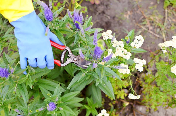 istock Experienced gardener pruning plants with scissors in garden 501033702