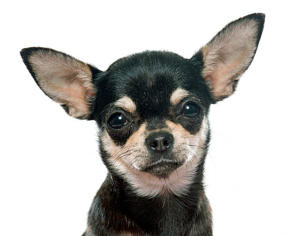 istock purebred puppy chihuahua 501034262