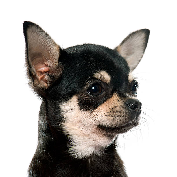 istock purebred puppy chihuahua 501034294