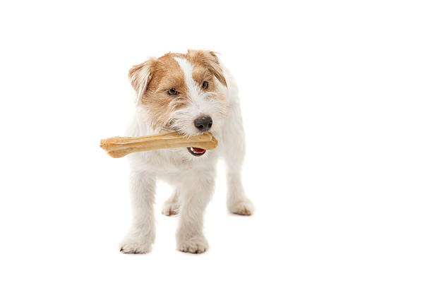 istock Young dog Jack Russell terrier with bone on white background 501034602