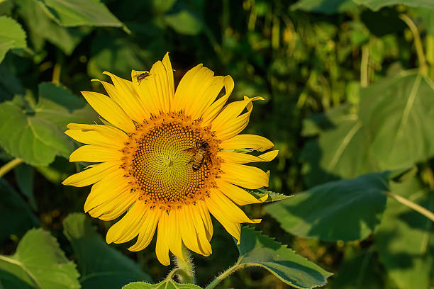 tournesol - sunflower gold single flower formal garden photos et images de collection
