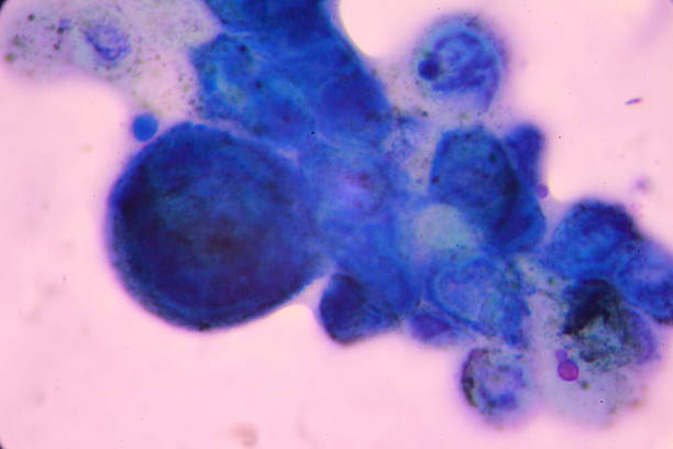 Multinucleated Tissue 50+ Multinucleated Stock Photos, Pictures & Royalty-Free Images - iStock