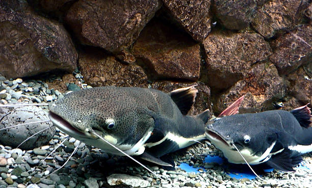 istock Two large catfish floating on bottom of river 501036340