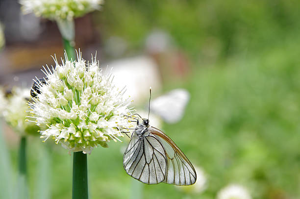 상제나비 있는 양파형 flowe - black veined white butterfly 뉴스 사진 이미지