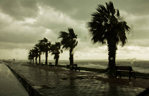 雨の雲とヤシの木のシルエットです。 - lightning storm natural disaster cloud ストックフォトと画像