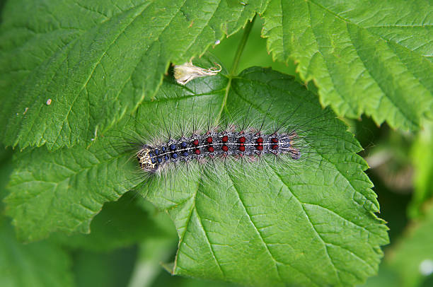 gypsy 나방 (lymantria dispar) 의 산딸기 잎 클��로즈업 - moth 뉴스 사진 이미지