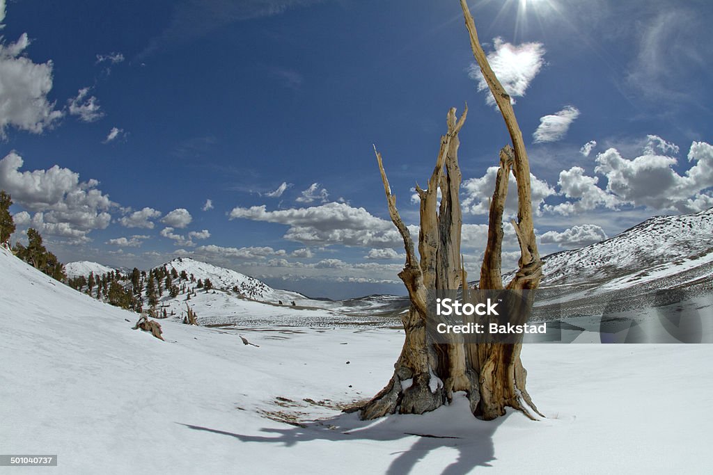 Bristlecone Pine: Alte, rustikale und wunderschöne - Lizenzfrei Abgestorbene Pflanze Stock-Foto