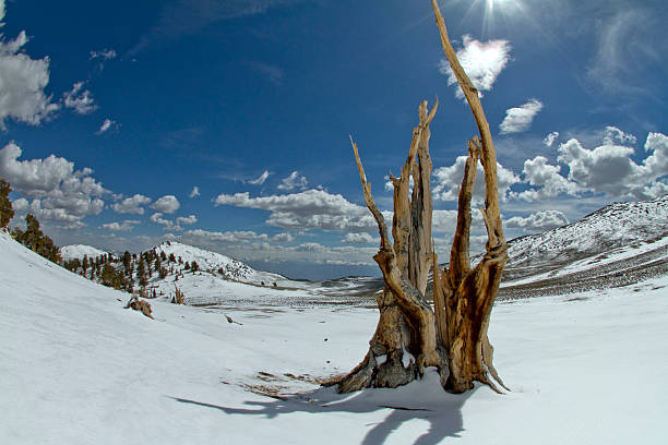 pinho bristlecone: antiga, resistente e bela - nevada pine tree bristlecone pine snow - fotografias e filmes do acervo
