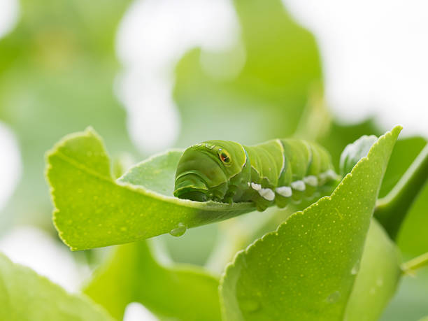 Green caterpillar_Larva of the swallowtail butterfly stock photo