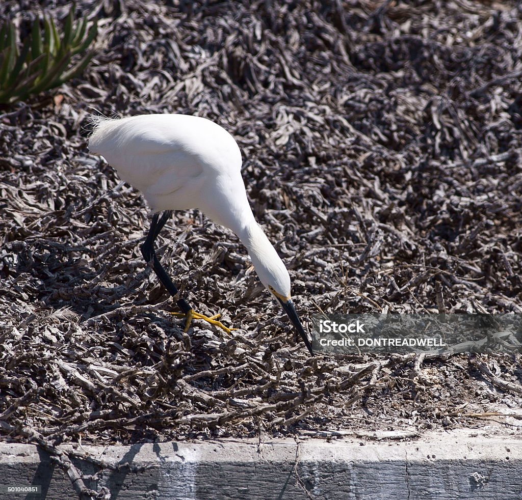White Egret Poised To Dive This white egret is eyeing the water for food and he is poised to dive Alertness Stock Photo