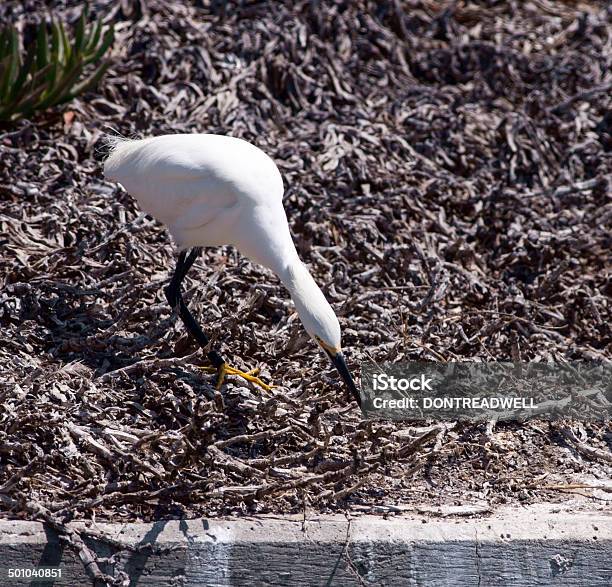 White Egret Poised To Dive Stock Photo - Download Image Now - Alertness, Animal Body Part, Animal Leg