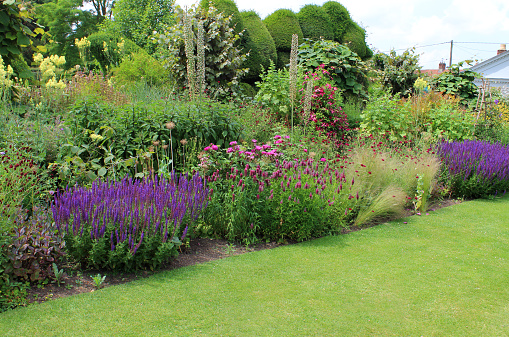 Image of a beautiful flower border pictured in full bloom on a sunny summer's afternoon.  Particularly striking are the purple veronica flowers (Veronica Speedwell Eveline) at the front of the flowerbed, while some delicate pink poppies are growing at the back of the border.  An immaculately mown lawn with a neat edge provides an informal pathway.