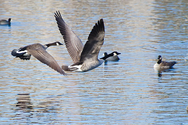 istock Canada Geese Taking to Flight from the Water 501041347