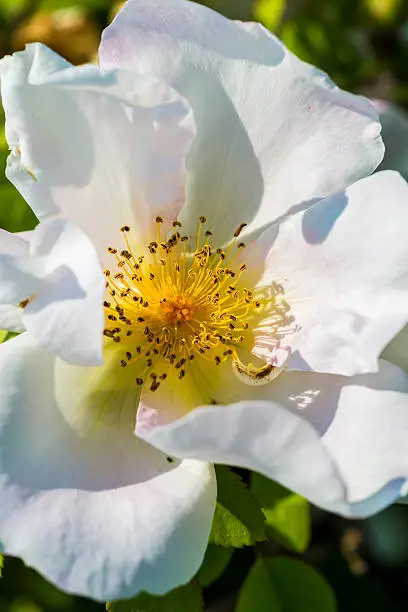 detail of a white dog rose (Rosa canina).