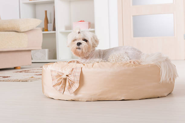 istock Dog on the dog bed 501041583
