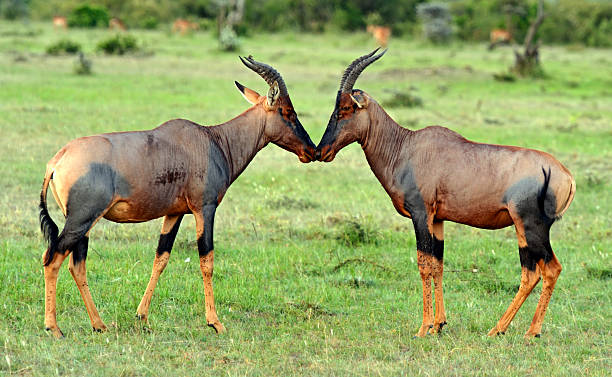 antílope topi - masai mara national reserve masai mara topi antelope fotografías e imágenes de stock