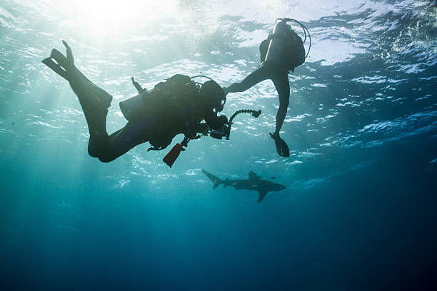 Shark Underwater photographers shooting video of Oceanic white tip shark on Elphinstone reef in the red sea, Egypt immersed in their work stock pictures, royalty-free photos & images