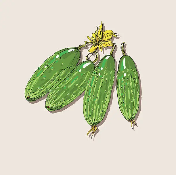 Vector illustration of Vector drawing cucumbers
