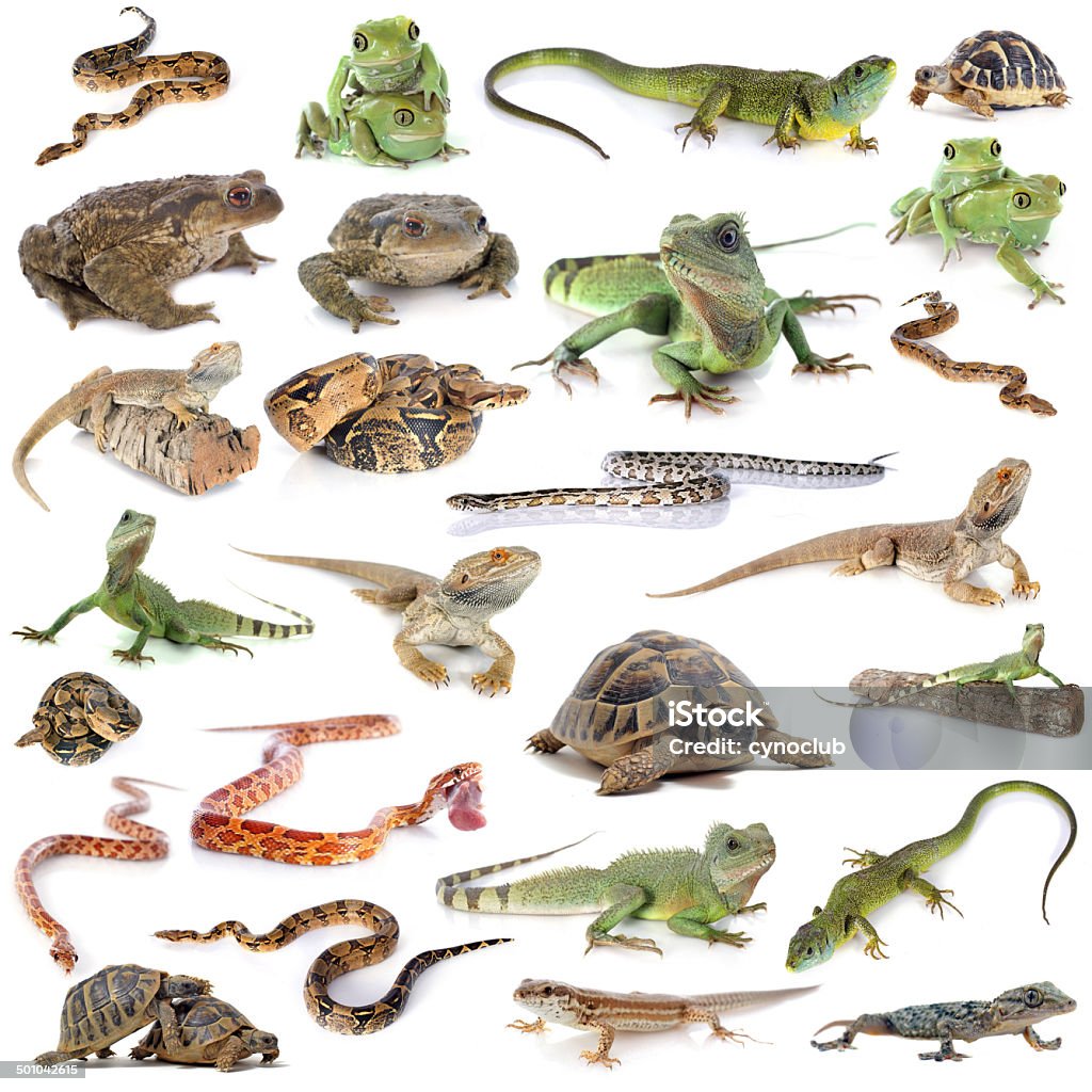 Reptile And Amphibian Stock Photo - Download Image Now - Reptile, Group Of  Animals, Amphibian - iStock
