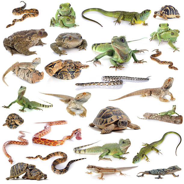 reptile and amphibian reptile and amphibian in front of white background reptiles stock pictures, royalty-free photos & images
