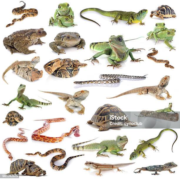 Reptile And Amphibian Stock Photo - Download Image Now - Reptile, Group Of Animals, Amphibian