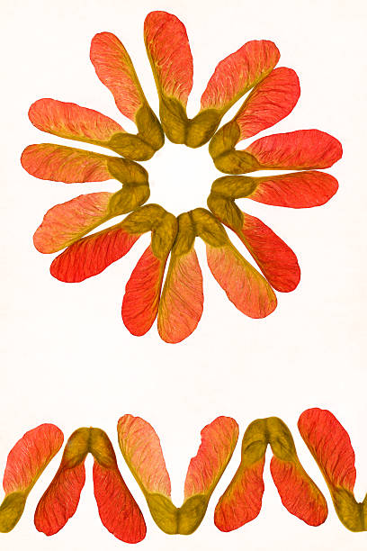 accero rosso semi isolato su sfondo bianco - maple keys seed maple tree red foto e immagini stock