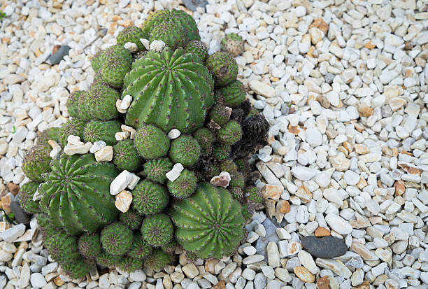 istock Bunch of Cactus with white rock background 501043354