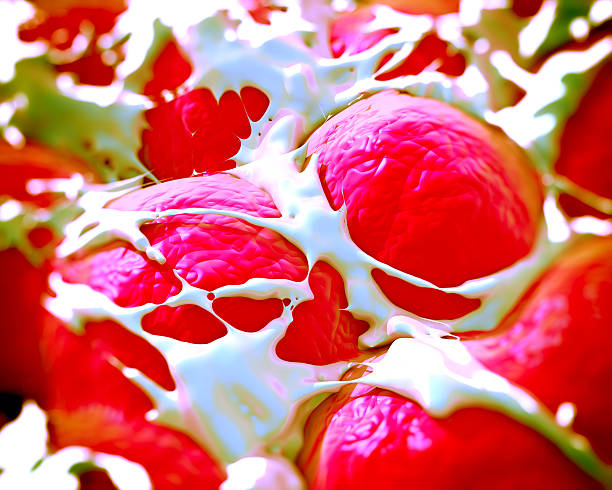Fat cells or adipose tissue showing fat