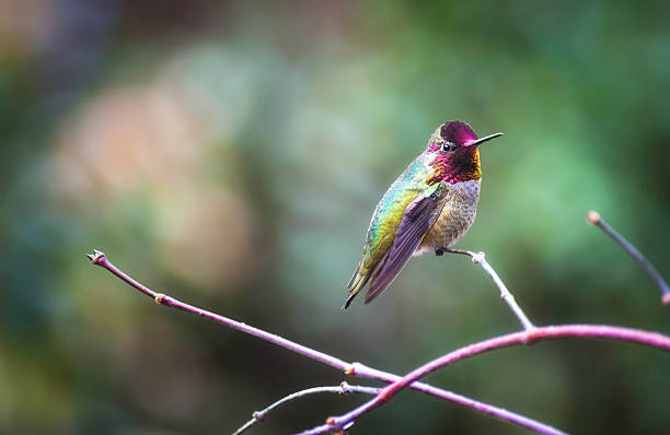 istock Anna's Hummingbird perched on a branch 501044267