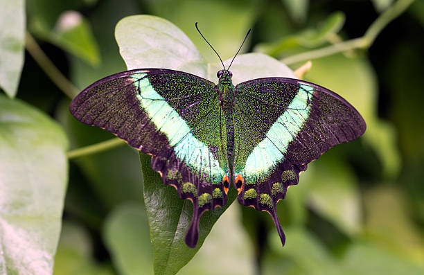 Emerald Swallowtail, Emerald Peacock, or Green-banded Peacock Emerald Swallowtail, Emerald Peacock, or Green-banded Peacock papilio palinurus stock pictures, royalty-free photos & images