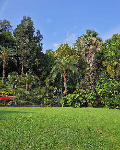 istock The green grassy lawn in an exotic park 501045057