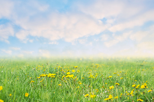 spring background with dandelions and blue sky