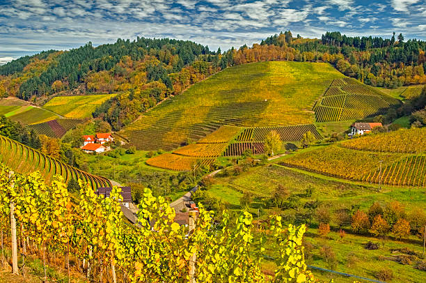 istock Vineyards in autumn, Black Forest, Germany 501045337