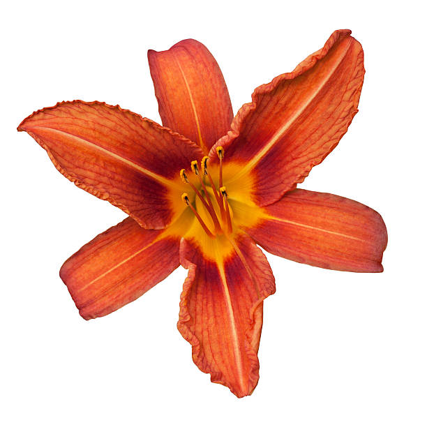 istock Red daylily flower isolated on white 501046207