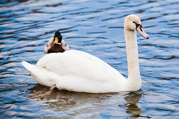 istock Noble swan.  white swan in blue water 501046227