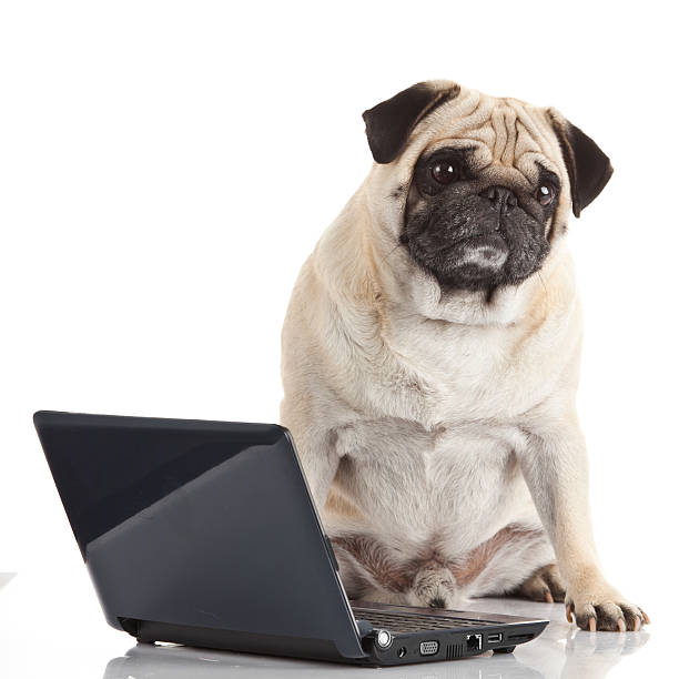 istock Pug Dog with laptop. 501046971