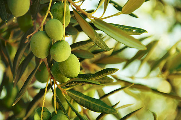 aceitunas en olive tree en otoño. - aceituna verde fotos fotografías e imágenes de stock