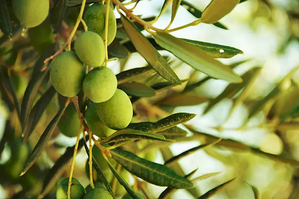 Olives on olive tree in autumn. Season nature image