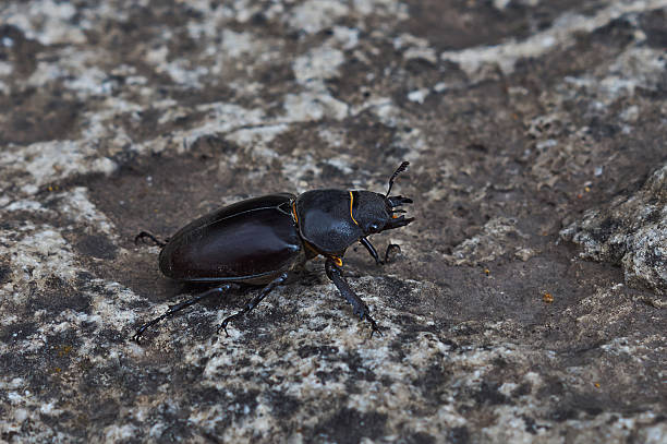 istock Male stag beetle with huge horns. 501056679