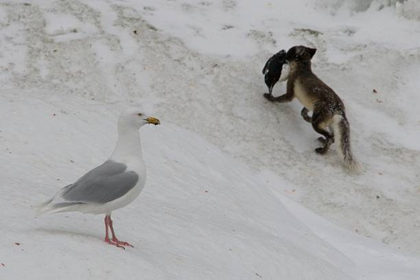 Glaucous gull and Arctic fox carrying guillemot